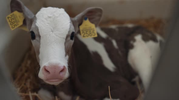 Small Calf Relaxing Straw in Agricultural Cowshed Close Up