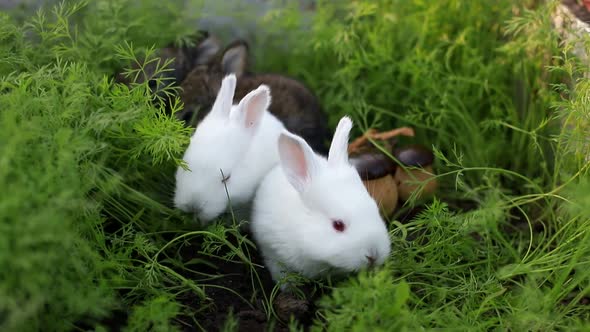 Little Rabbit on Green Grass Background