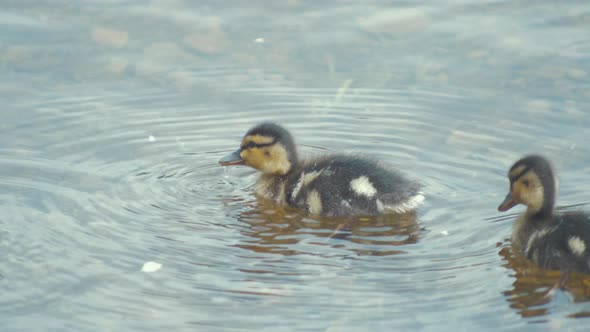 Adorable week old ducklings bobbing alone in river