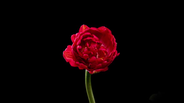 Timelapse of Red Tulip Flower Blooming on Black Background