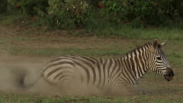 Zebra Dust Bathing