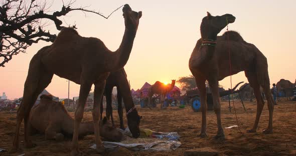 Camels at Pushkar Mela Camel Fair Festival in Field Eating Chewing at Sunrise. Pushkar, Rajasthan