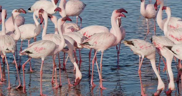Massive flock of flamingos in the waters near Walvis Bay, running, 4k