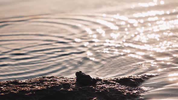 Frog sitting on the stone near the pond. River water surface with slight waves.