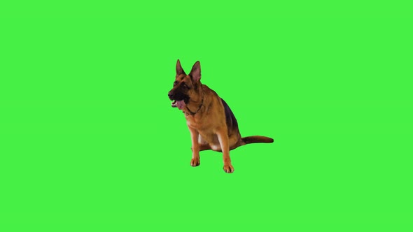 German Shepherd Lying Down and Sitting on a Green Screen Chroma Key