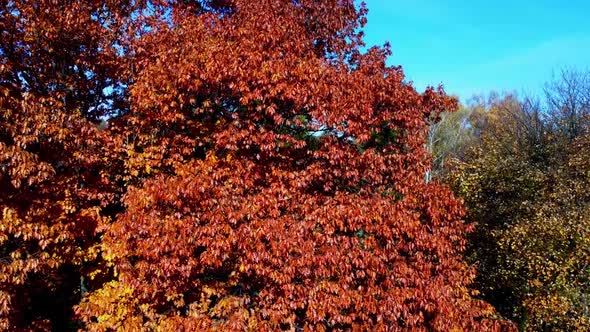 Aerial drone view of a flying in the autumn park.