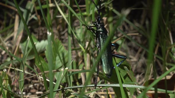 Beetle Musk Barbel Climbs Among the Grass