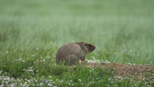 Real Wild Marmot in a Lowland