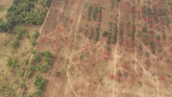 Aerial view of people in a countryside field, Dhaka, Bangladesh.