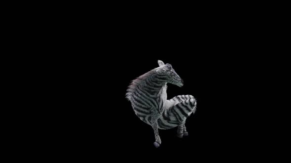 47 Zebra Dancing HD alt