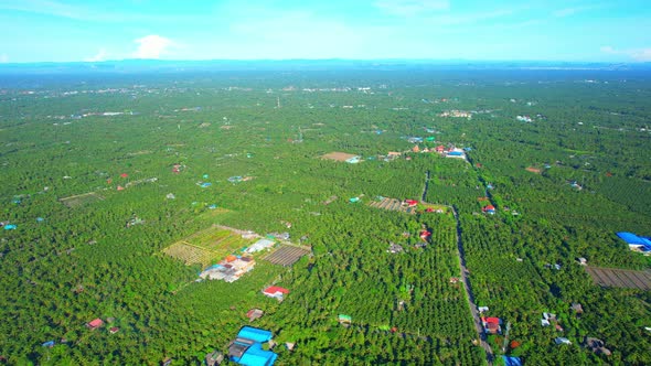 Aerial view of agriculture in coconut grove for cultivation