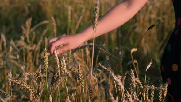 Hand of Little Girl Touching the Wheat Ears