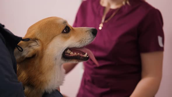 Corgi Dog Being Examined at the Vet Clinic