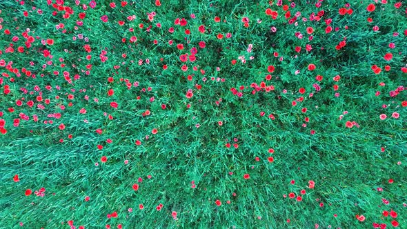 Field of Blossoming Red Poppies. Beautiful Flowers Meadow and Summer Nature Landscape	