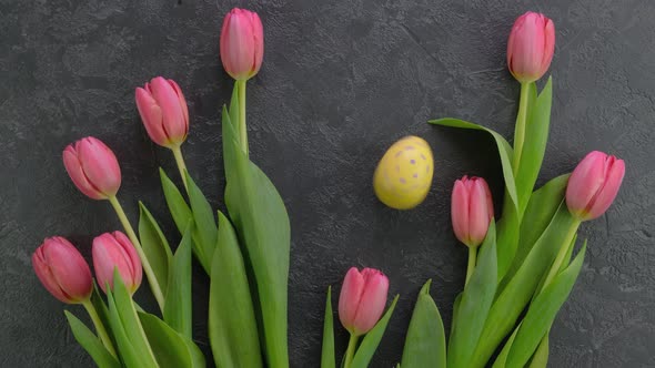 Easter Colourful Eggs Rolling Tulips on a Dark Concrete Table with Tulips