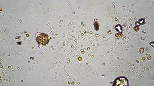 The Pollen Cell of the Foalfoot. Under the Microscope