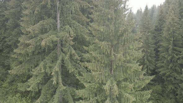 Ukraine, Carpathians: Forest Landscape. Aerial View. Flat, Gray