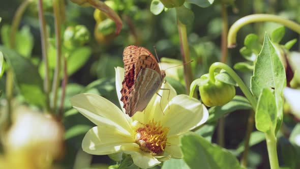 Butterflies and Bees on Meadow Flowers Swaying Beautifully in the Wind