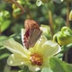 Butterflies and Bees on Meadow Flowers Swaying Beautifully in the Wind - VideoHive Item for Sale