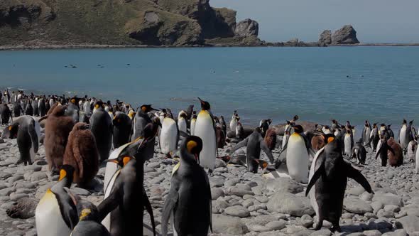 King Penguins On South Georgia Island