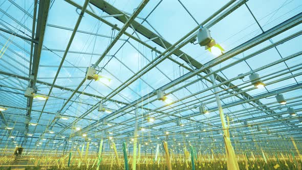 Industrial Glasshouse with Tomato Plants