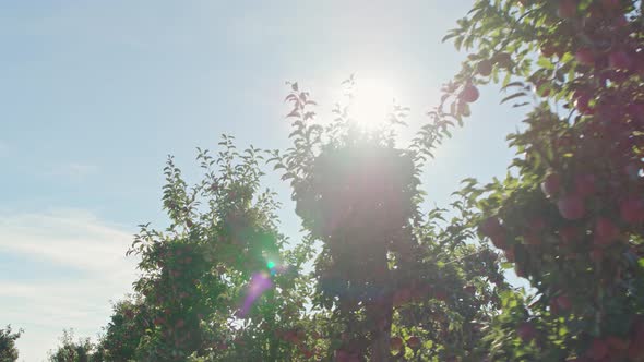 Red Apples Orchard