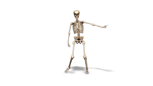 3D Skeleton Fun Dance  Looped on White