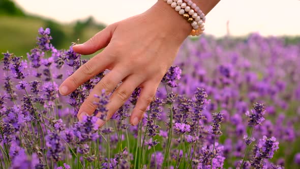 Woman in a Lavender Field