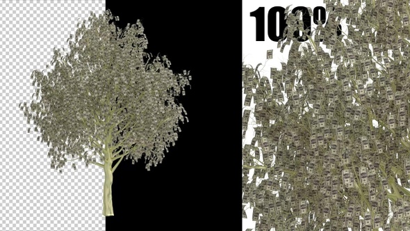 Dollar Tree Growth Animation