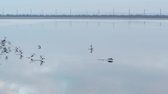 Beautiful Flock Of Birds