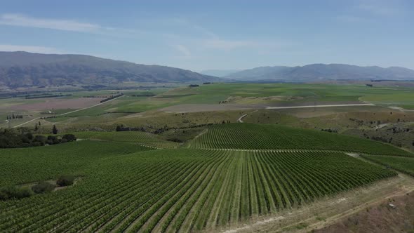 Moody drone drifts along a lush vineyard of Pinot Noir in Central Otago