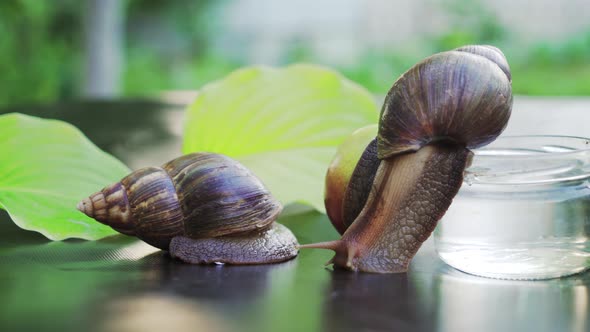 Giant African Land Snails is Crawling