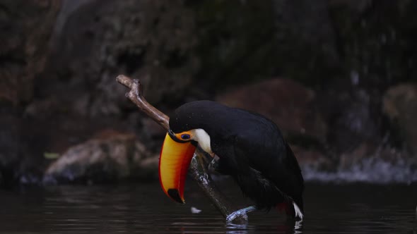 Close up shot of a common toco toucan, ramphastos toco perched on a wooden brach, bill wiping with i