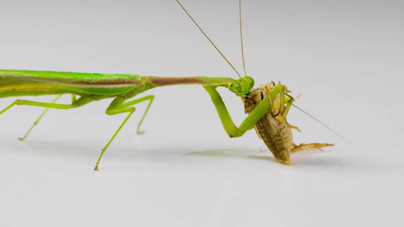 Praying Mantis feeding on a Cricket