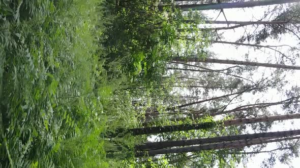 Vertical Video Aerial View Inside a Green Forest with Trees in Summer