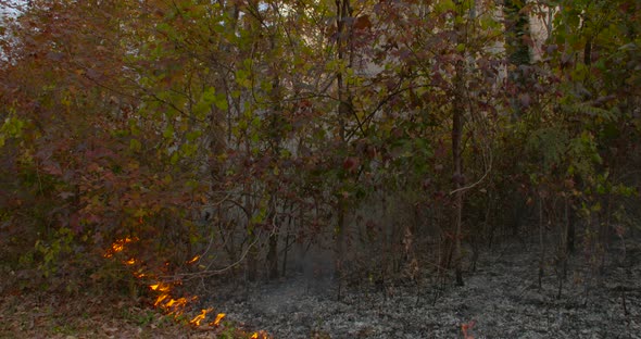 a wildfire in the forest