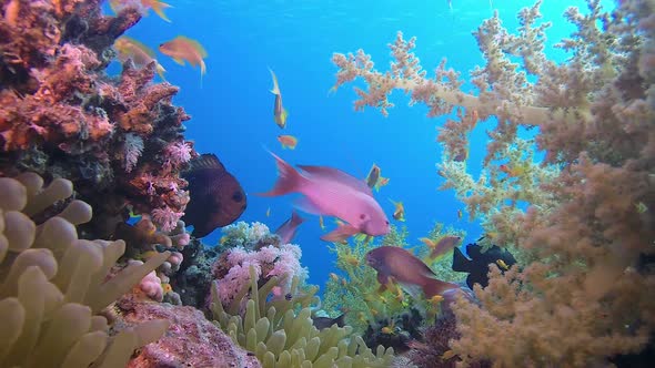 Underwater Scene Marine Life