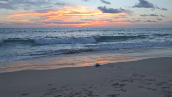 A Large Grouper Gets Caught In The Waves On The Beach.