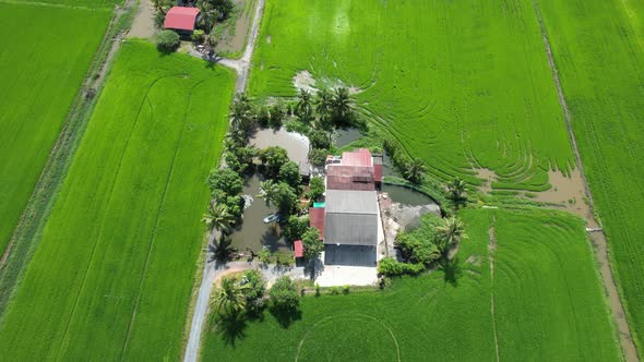 The Paddy Rice Fields of Kedah and Perlis, Malaysia