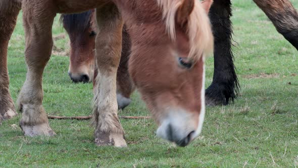 Horse with blond horsehair, brown and white fur grazing on the meadow, surrounded by other free wild