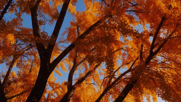 The bright yellow leaves of the Ginkgo Biloba tree in autumn