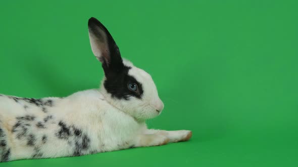 A Black And White Rabbit Rests On Green Screen Background