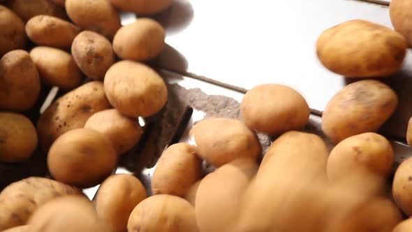 Potatoes advancing on the production line.