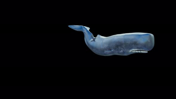 Whale 4K Front Swim alt