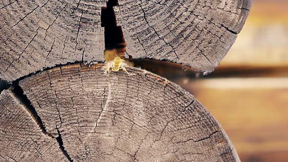 Close-up, Slow Motion: Two Wasps Arrives, Builds a Nest, Between Logs in a Summer Wooden House