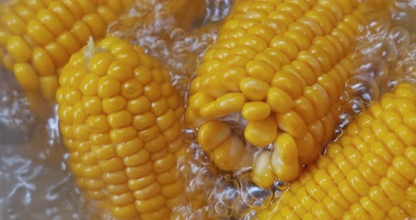 Corn Cobs in Boiling Hot Water