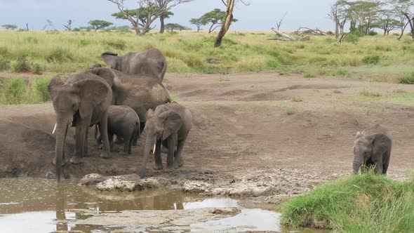 A herd of Elephants drinking in a waterhole pole in Serengeti Tanzania