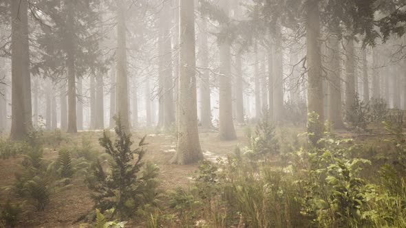 Sunbeams in Natural Spruce Forest