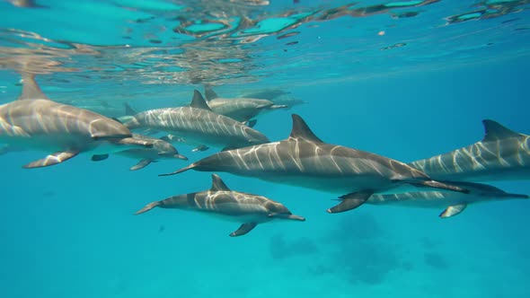 Dolphins Playing in the Blue Water of Red Sea