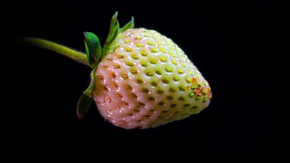 Strawberry Bush Ripens in a Time Lapse on a Black Background Ripening Remontant Strawberry